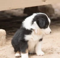 Maddy, a female Miniature Australian Shepherd for sale in Marble Falls, TX – 2 of 9