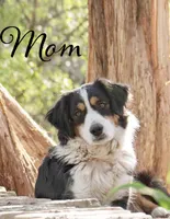 max, a male Australian Shepherd for sale in Marble Falls, TX – 8 of 10