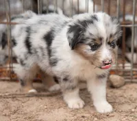Mary, a female Miniature Australian Shepherd for sale in Marble Falls, TX – 10 of 10