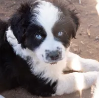 tom, a male Miniature Australian Shepherd for sale in Marble Falls, TX – Photo 4 of 4