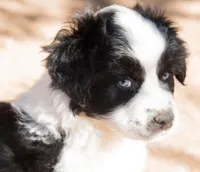 tom, a male Miniature Australian Shepherd for sale in Marble Falls, TX – Photo 3 of 4