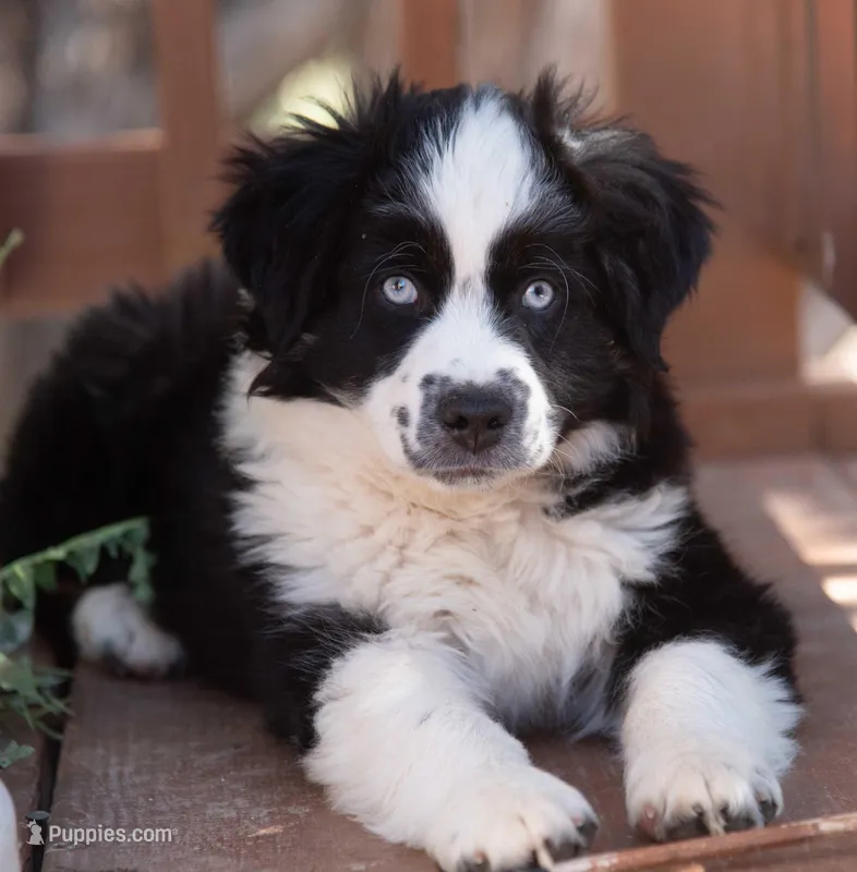 tom – Miniature Australian Shepherd puppy for sale in Marble Falls, TX