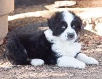 tom, a male Miniature Australian Shepherd for sale in Marble Falls, TX – Photo 1 of 4