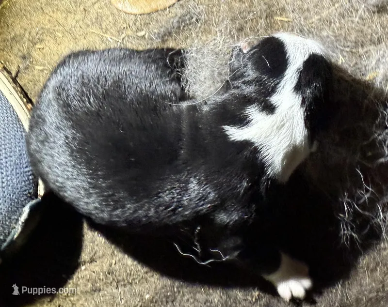 suzy – Miniature Australian Shepherd puppy for sale in Marble Falls, TX