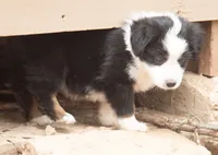 Maddy, a female Miniature Australian Shepherd for sale in Marble Falls, TX – 6 of 9