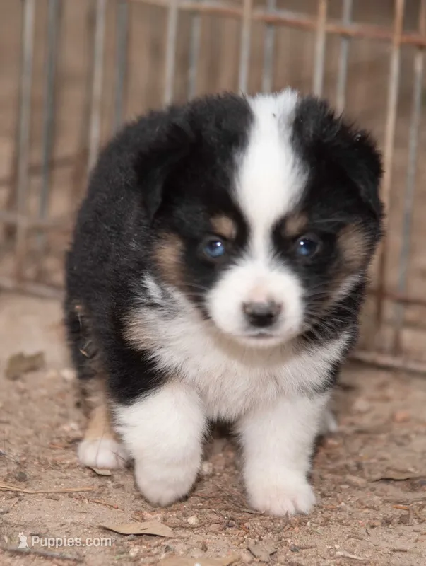Amy – Miniature Australian Shepherd puppy for sale in Marble Falls, TX