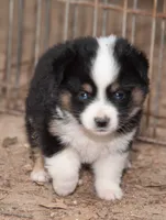 Amy, a female Miniature Australian Shepherd for sale in Marble Falls, TX – 1 of 8