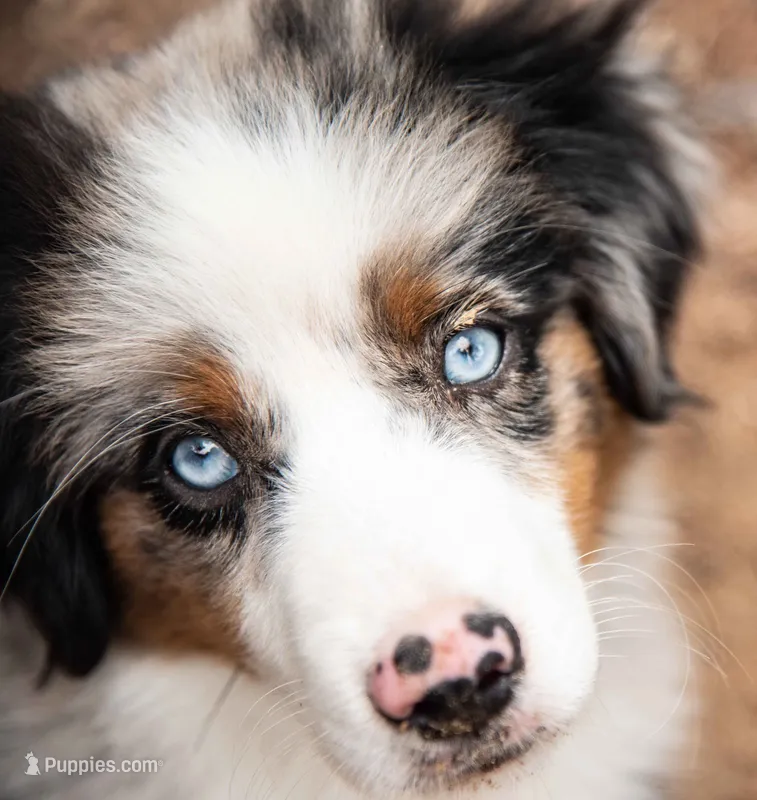 tom – Miniature Australian Shepherd puppy for sale in Marble Falls, TX