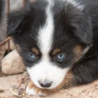 Emma, a female Miniature Australian Shepherd for sale in Marble Falls, TX – 6 of 8