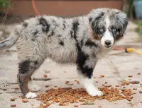 sue, a male Australian Shepherd for sale in Marble Falls, TX – 1 of 10