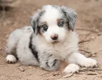 cherry, a female Miniature Australian Shepherd for sale in Marble Falls, TX – 2 of 10