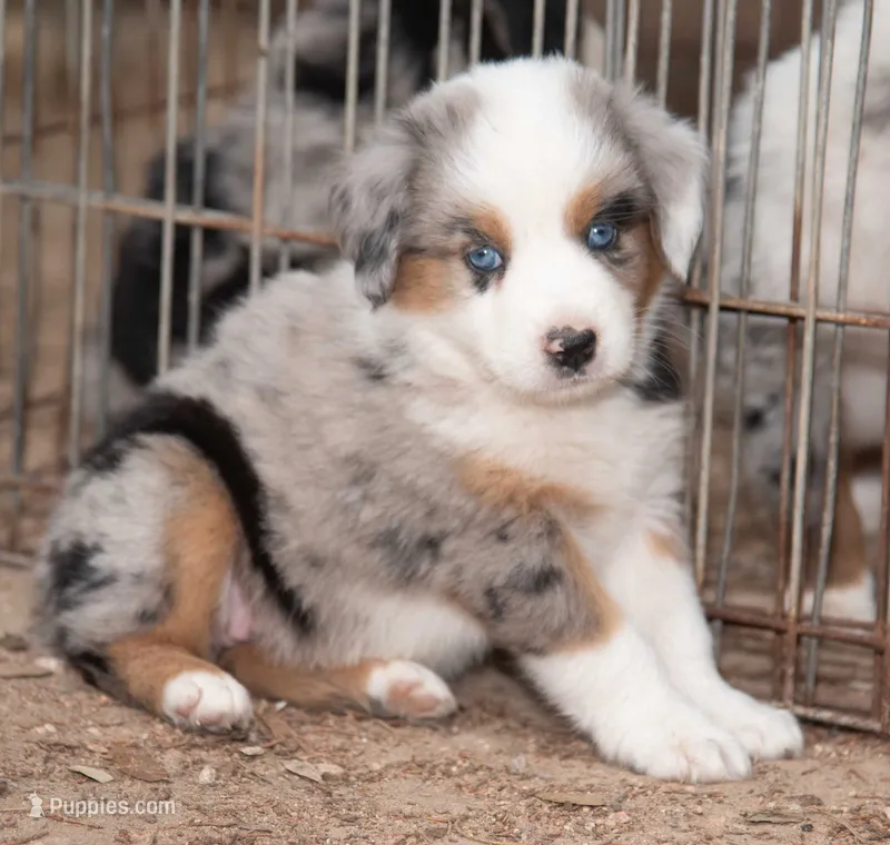 Sue – Miniature Australian Shepherd puppy for sale in Marble Falls, TX