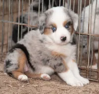 Sue, a female Miniature Australian Shepherd for sale in Marble Falls, TX – 1 of 10