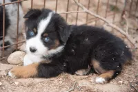 Emma, a female Miniature Australian Shepherd for sale in Marble Falls, TX – 8 of 8