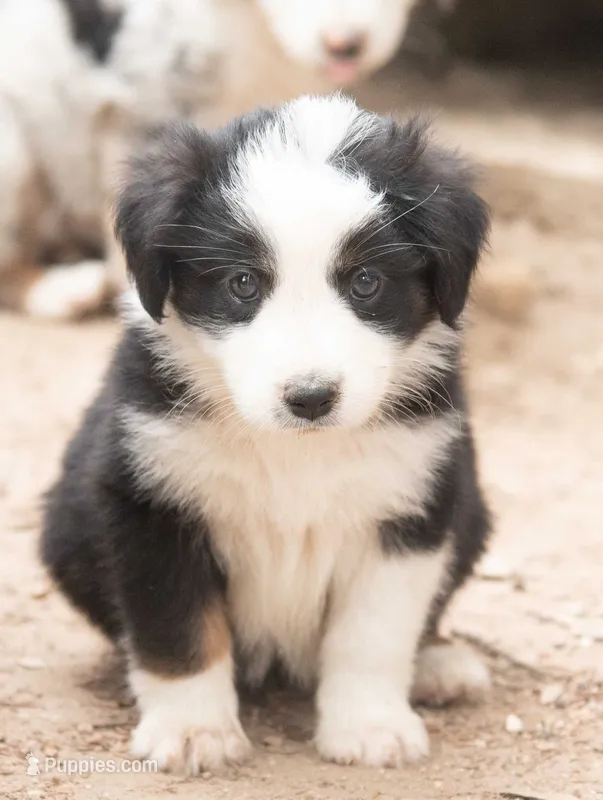 Maddy – Miniature Australian Shepherd puppy for sale in Marble Falls, TX