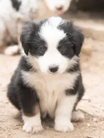 Maddy, a female Miniature Australian Shepherd for sale in Marble Falls, TX – 1 of 9