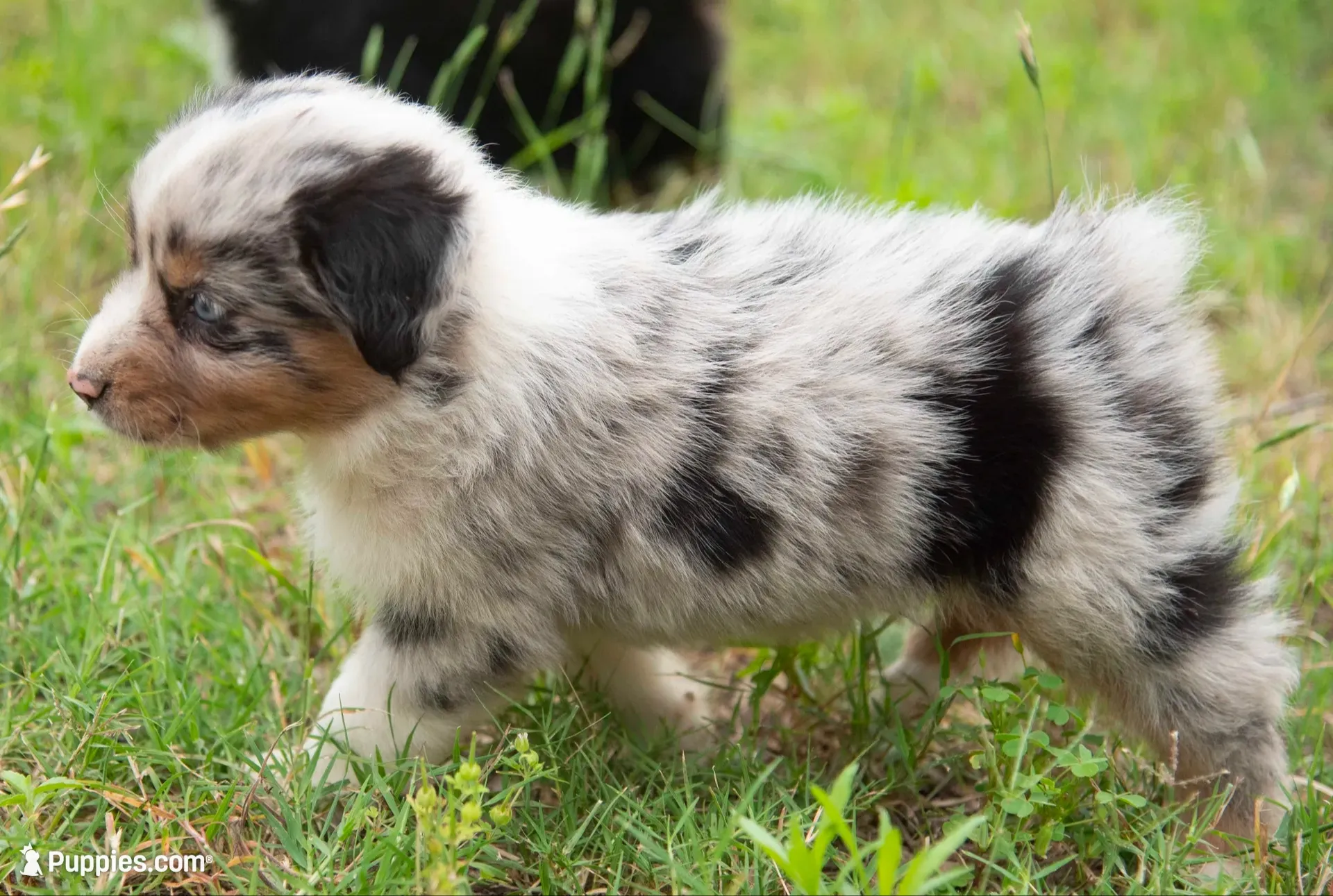 Mary, a female Miniature Australian Shepherd for sale in Marble Falls, TX – 2 of 10