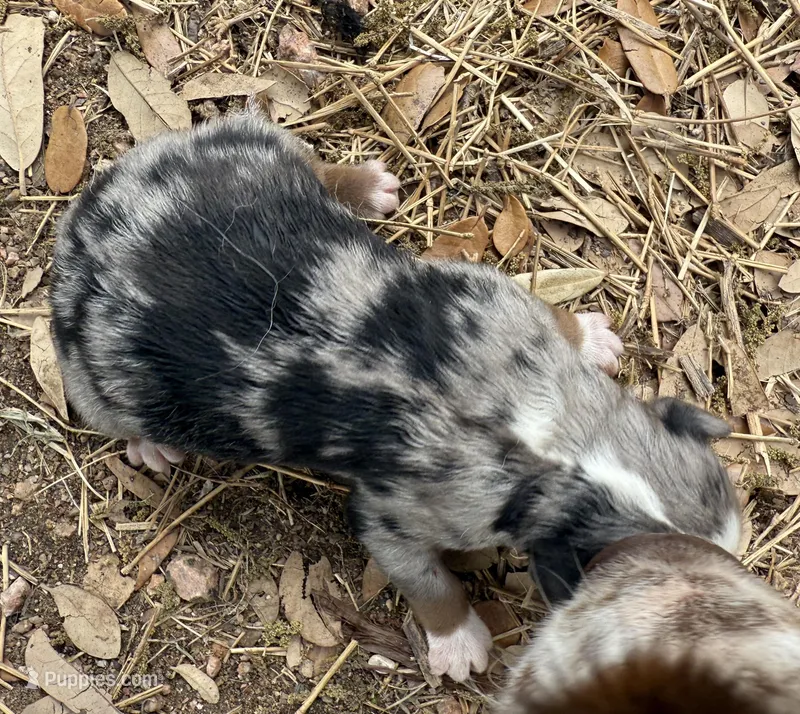 tom – Miniature Australian Shepherd puppy for sale in Marble Falls, TX