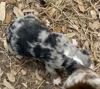 tom, a male Miniature Australian Shepherd for sale in Marble Falls, TX – Photo 1 of 4