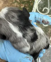 tom, a male Miniature Australian Shepherd for sale in Marble Falls, TX – Photo 3 of 4