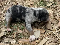 tom, a male Miniature Australian Shepherd for sale in Marble Falls, TX – Photo 4 of 4