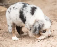 cherry, a female Miniature Australian Shepherd for sale in Marble Falls, TX – 6 of 10
