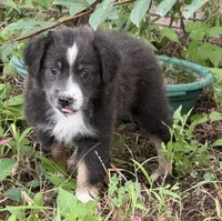 PATTY, a female Miniature Australian Shepherd for sale in Marble Falls, TX – 3 of 6