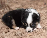 Emma, a female Miniature Australian Shepherd for sale in Marble Falls, TX – 2 of 8