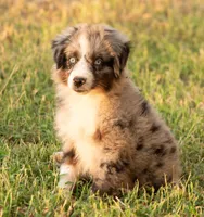 sue, a male Australian Shepherd for sale in Marble Falls, TX – 4 of 10