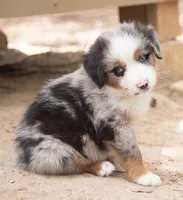 max, a male Australian Shepherd for sale in Marble Falls, TX – 5 of 10