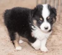 Amy, a female Miniature Australian Shepherd for sale in Marble Falls, TX – 4 of 8