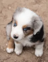 Sue, a female Miniature Australian Shepherd for sale in Marble Falls, TX – 2 of 10