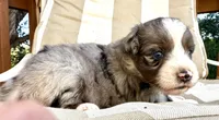 sue, a male Australian Shepherd for sale in Marble Falls, TX – 2 of 9
