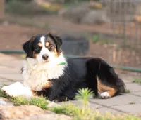 max, a male Australian Shepherd for sale in Marble Falls, TX – 7 of 10