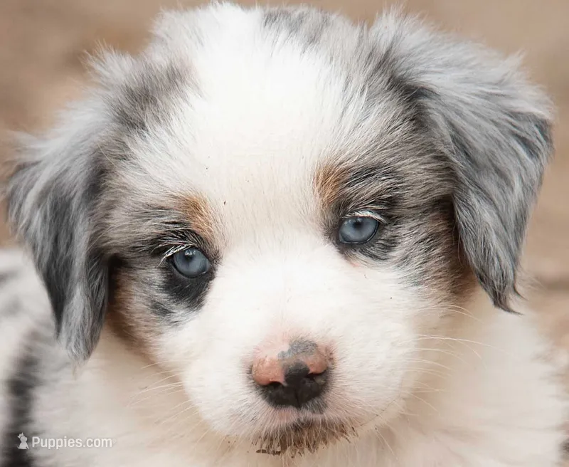 cherry – Miniature Australian Shepherd puppy for sale in Marble Falls, TX