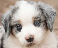 cherry, a female Miniature Australian Shepherd for sale in Marble Falls, TX – 1 of 10
