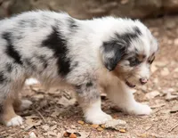 Mary, a female Miniature Australian Shepherd for sale in Marble Falls, TX – 4 of 10