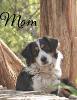 cherry, a female Miniature Australian Shepherd for sale in Marble Falls, TX – 9 of 10