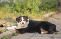 Mary, a female Miniature Australian Shepherd for sale in Marble Falls, TX – 9 of 10