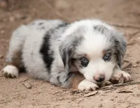 cherry, a female Miniature Australian Shepherd for sale in Marble Falls, TX – 3 of 10
