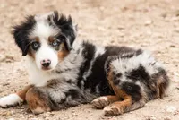 tom, a male Miniature Australian Shepherd for sale in Marble Falls, TX – 4 of 8