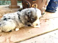 sue, a male Australian Shepherd for sale in Marble Falls, TX – 9 of 9