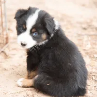 Emma, a female Miniature Australian Shepherd for sale in Marble Falls, TX – 4 of 8