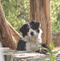 Maddy, a female Miniature Australian Shepherd for sale in Marble Falls, TX – 7 of 9