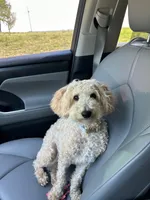 Ollie, a male Poodle - Miniature  for sale in Cleveland, MS – Photo 1 of 3