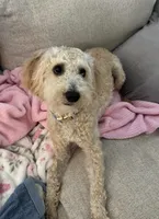 Ollie, a male Poodle - Miniature  for sale in Cleveland, MS – Photo 3 of 3