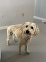 Ollie, a male Poodle - Miniature  for sale in Cleveland, MS – Photo 2 of 3