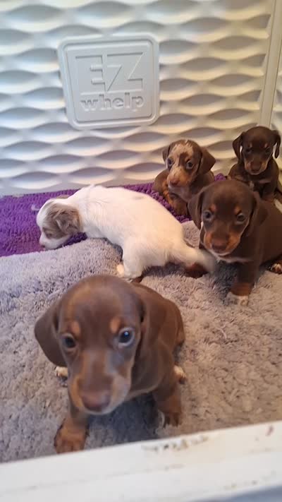 Coco, a female Miniature Dachshund for sale in Doswell, VA – 3 of 3