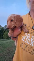 Marshall - cream longhair boy, a male Miniature Dachshund for sale in Doswell, VA – 4 of 8