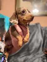 Coco, a female Miniature Dachshund for sale in Doswell, VA – 3 of 7